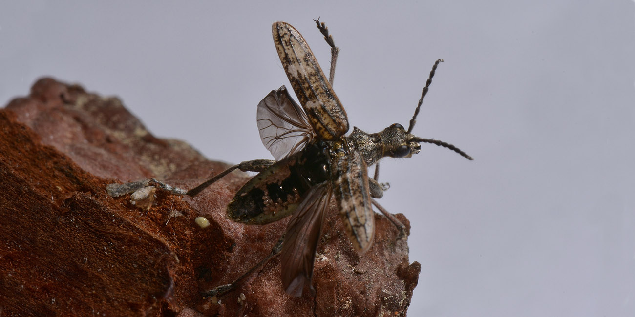 Cerambycidae: Rhagium inquisitor
